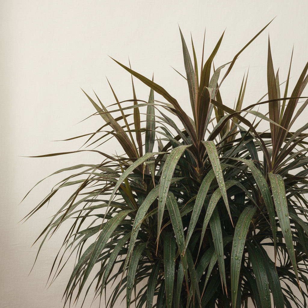 New Zealand Flax