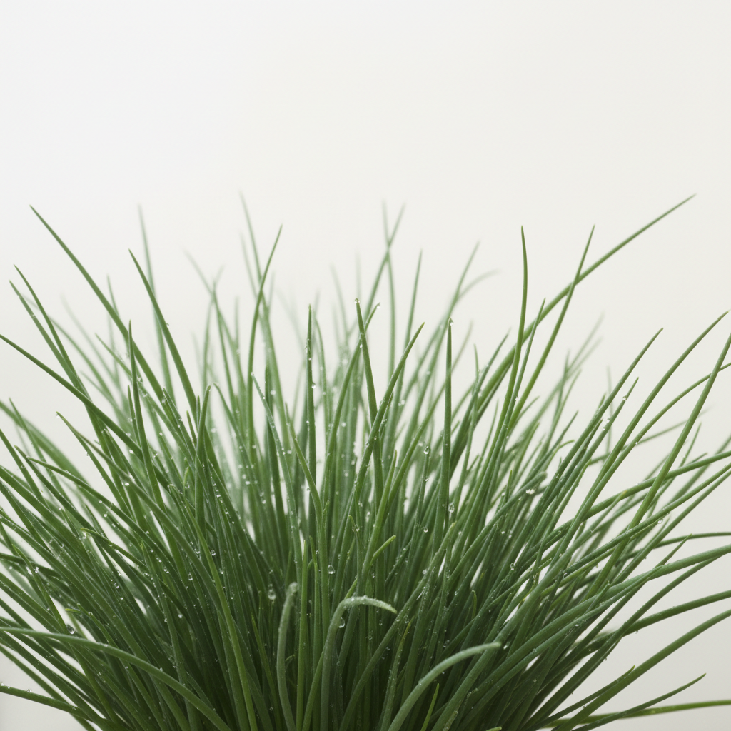 Chives