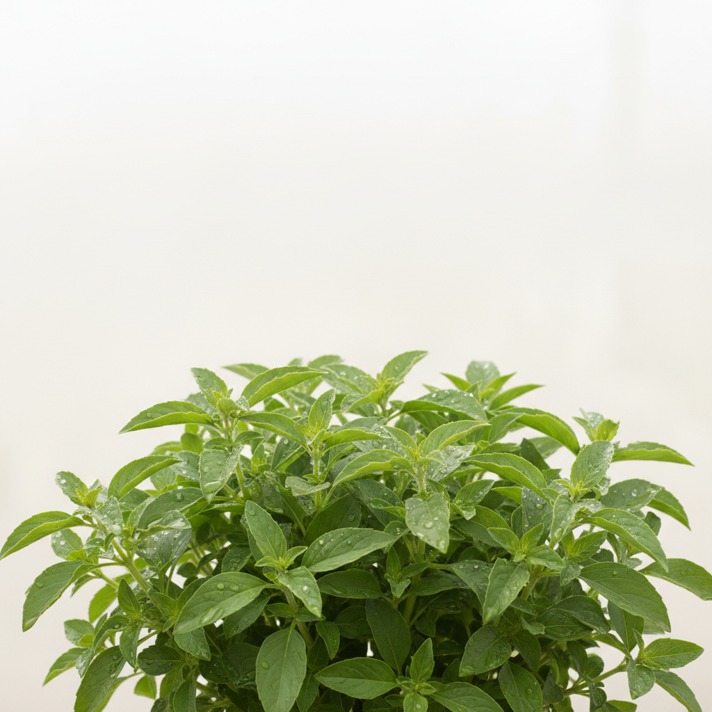 Sweet Basil