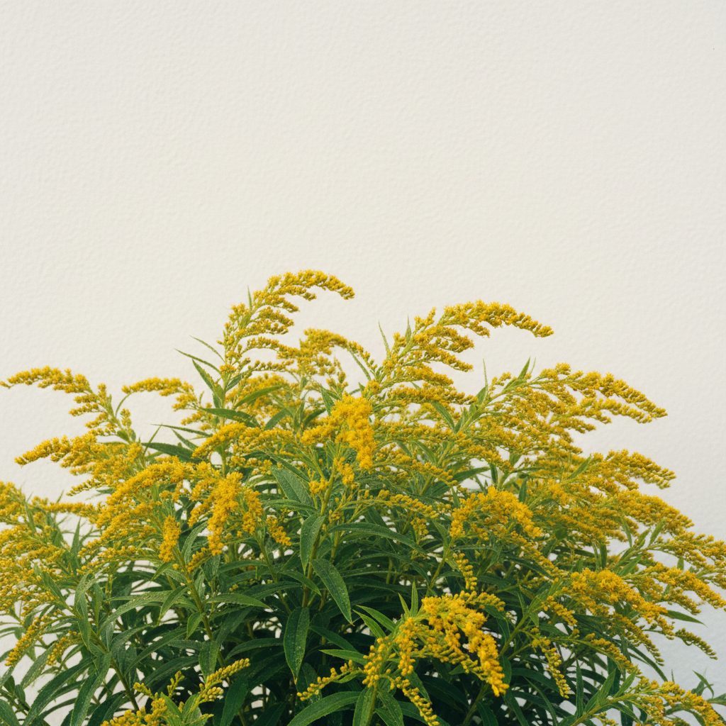 Goldenrod
