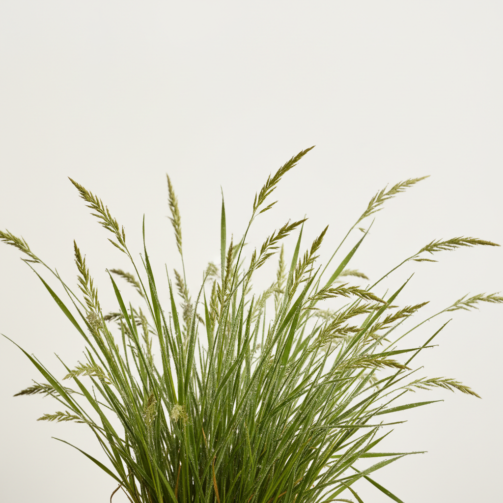 Lawn Grass