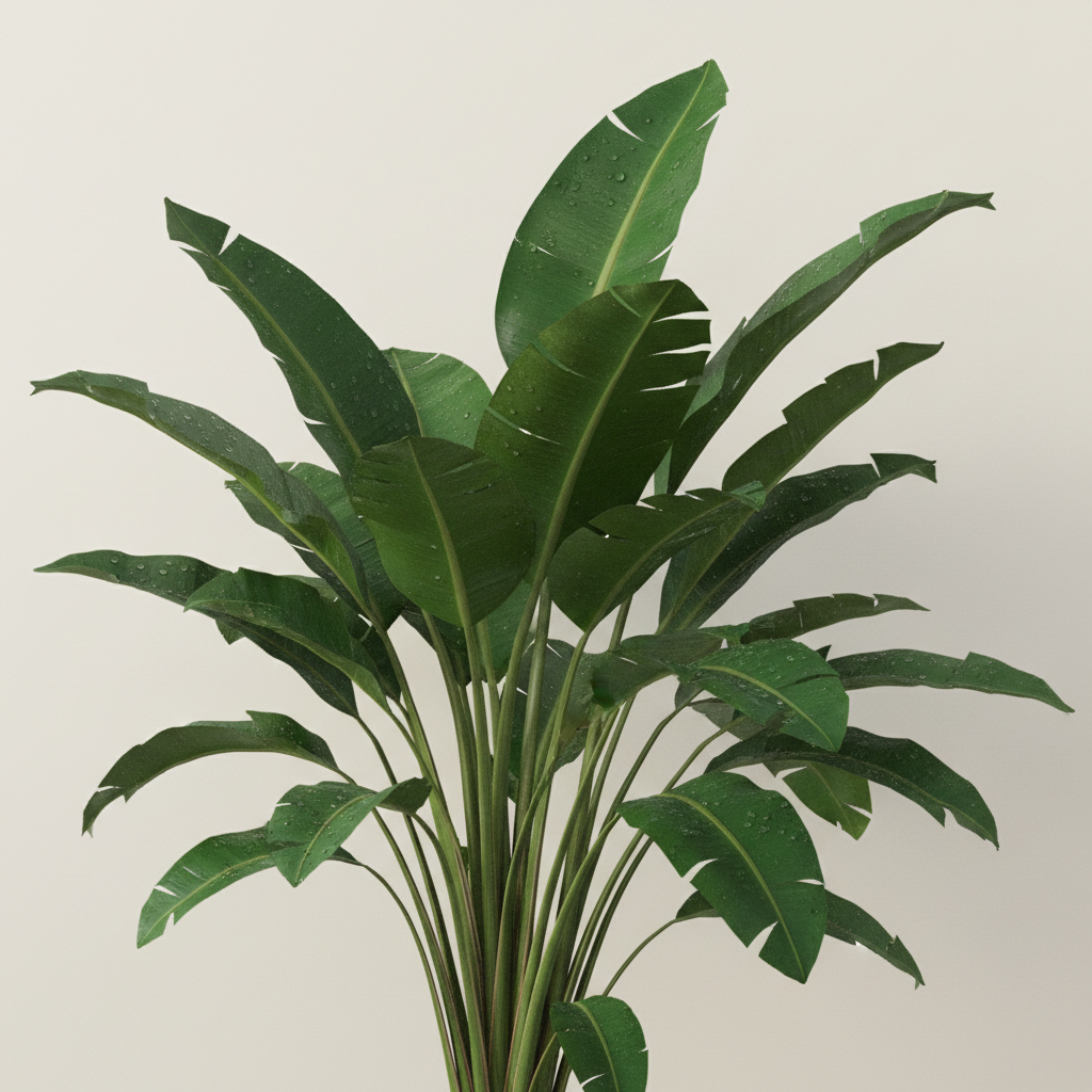 Giant White Bird of Paradise