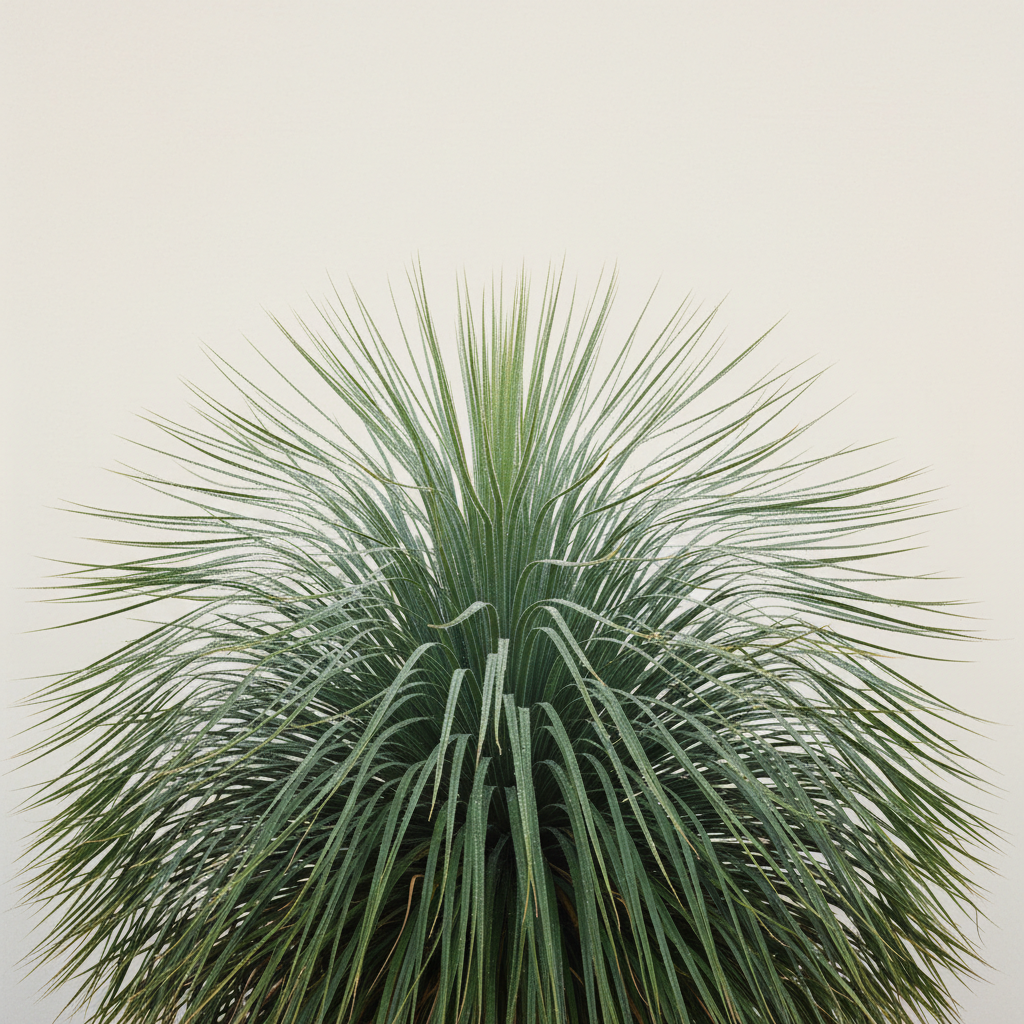 Mexican Grass Tree