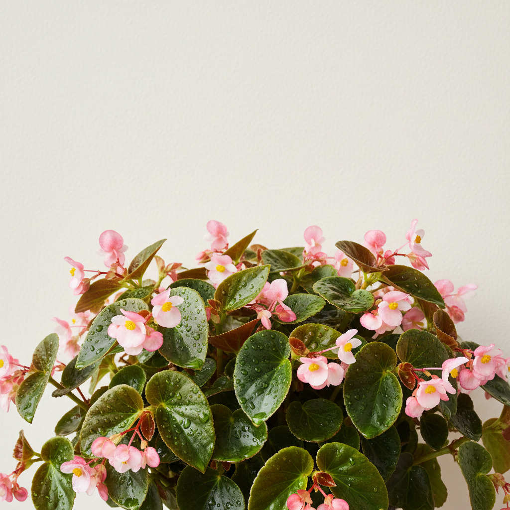Wax Begonia