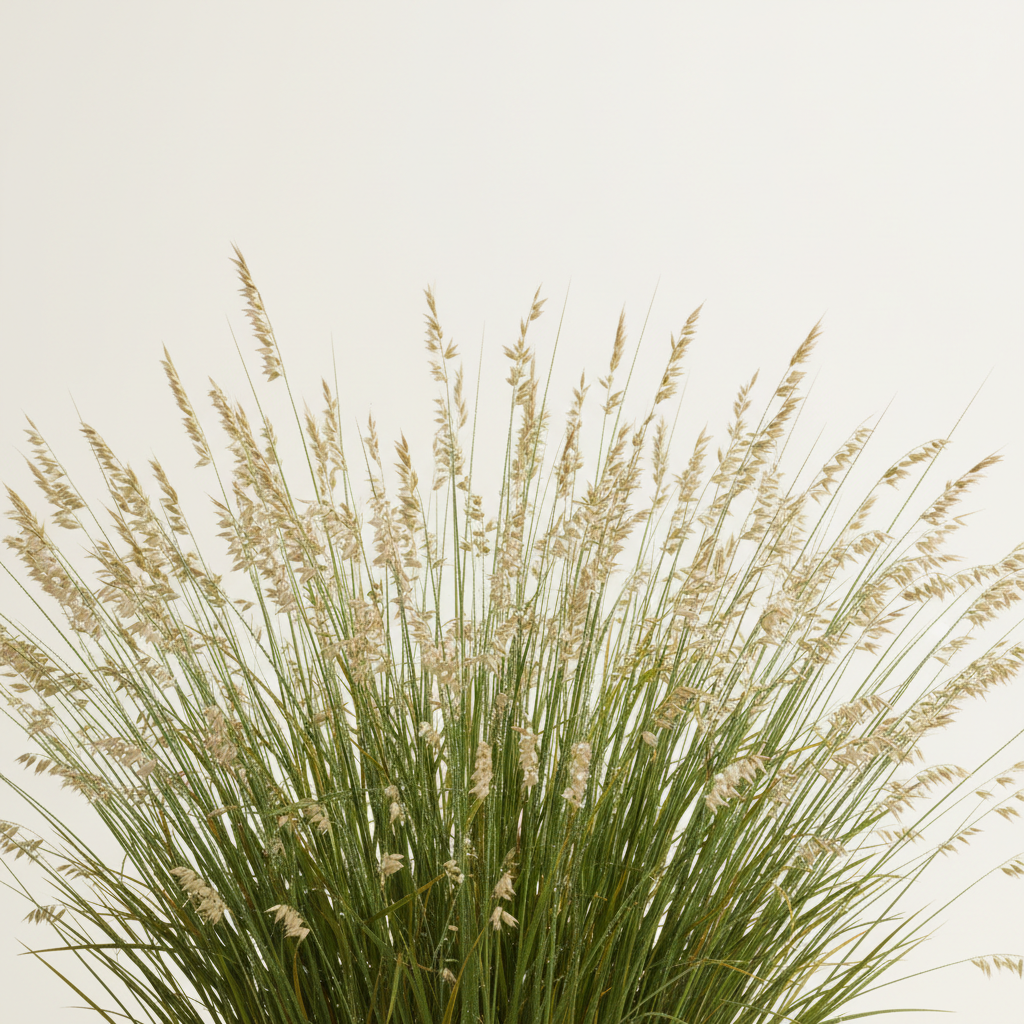 Quaking Grass