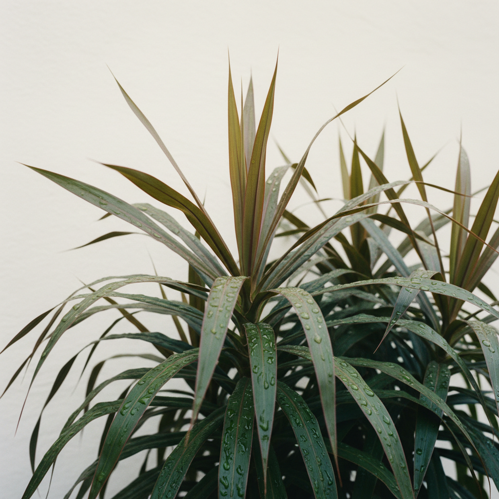 Cabbage Tree