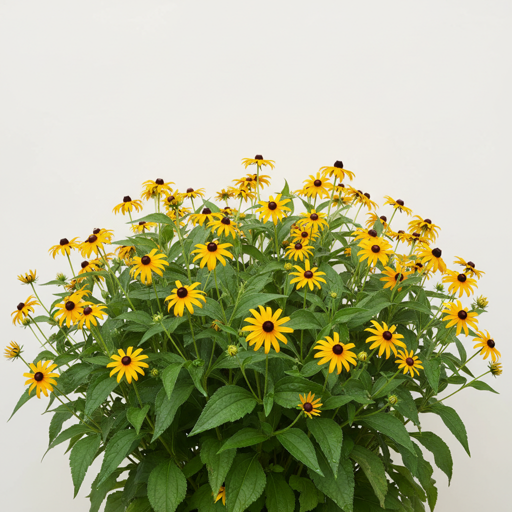 Black-eyed Susan