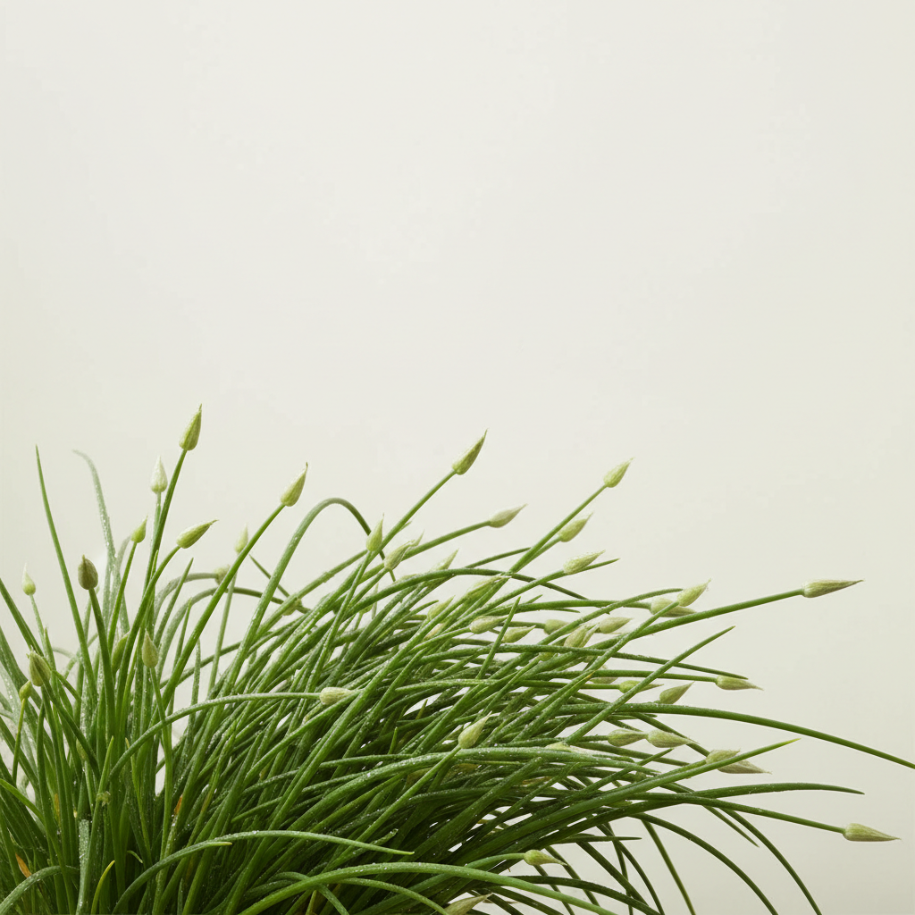 Chinese chives; garlic chives