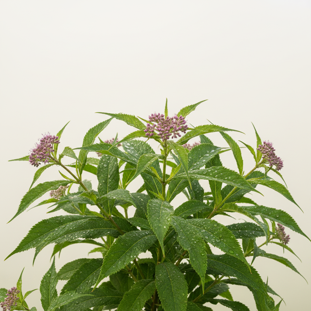 Joe-Pye Weed
