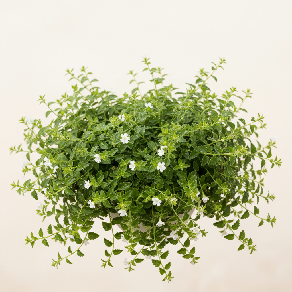 Bacopa