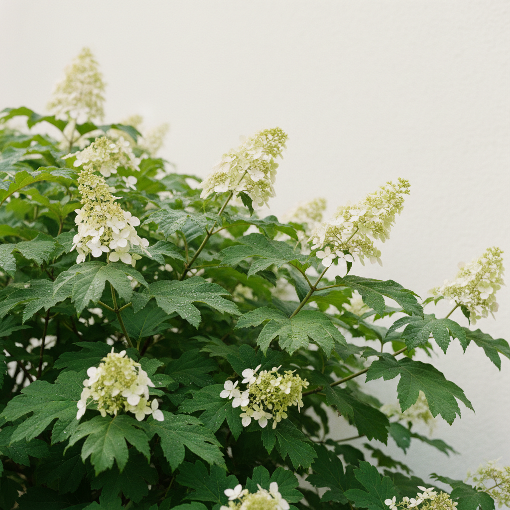 Oakleaf Hydrangea