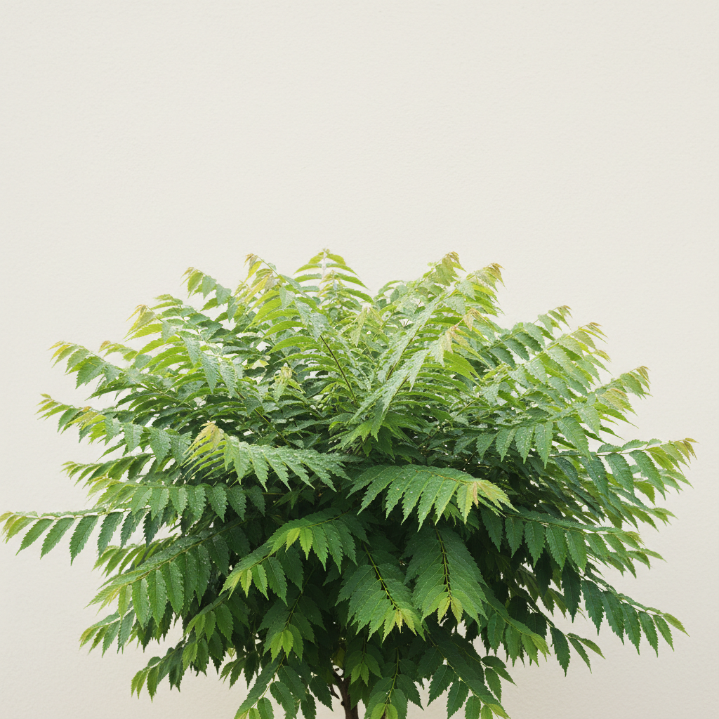 Japanese zelkova
