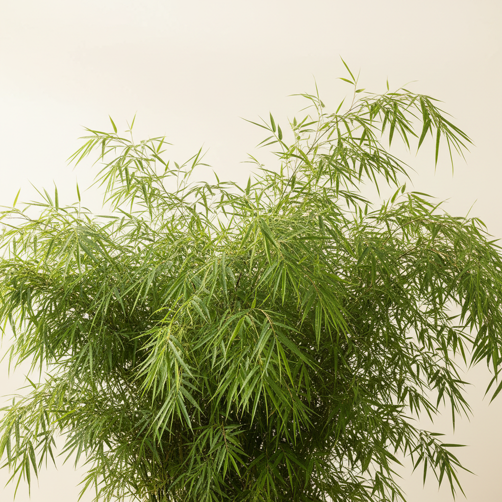 Umbrella Bamboo