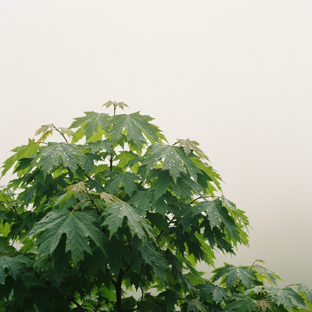 Field Maple