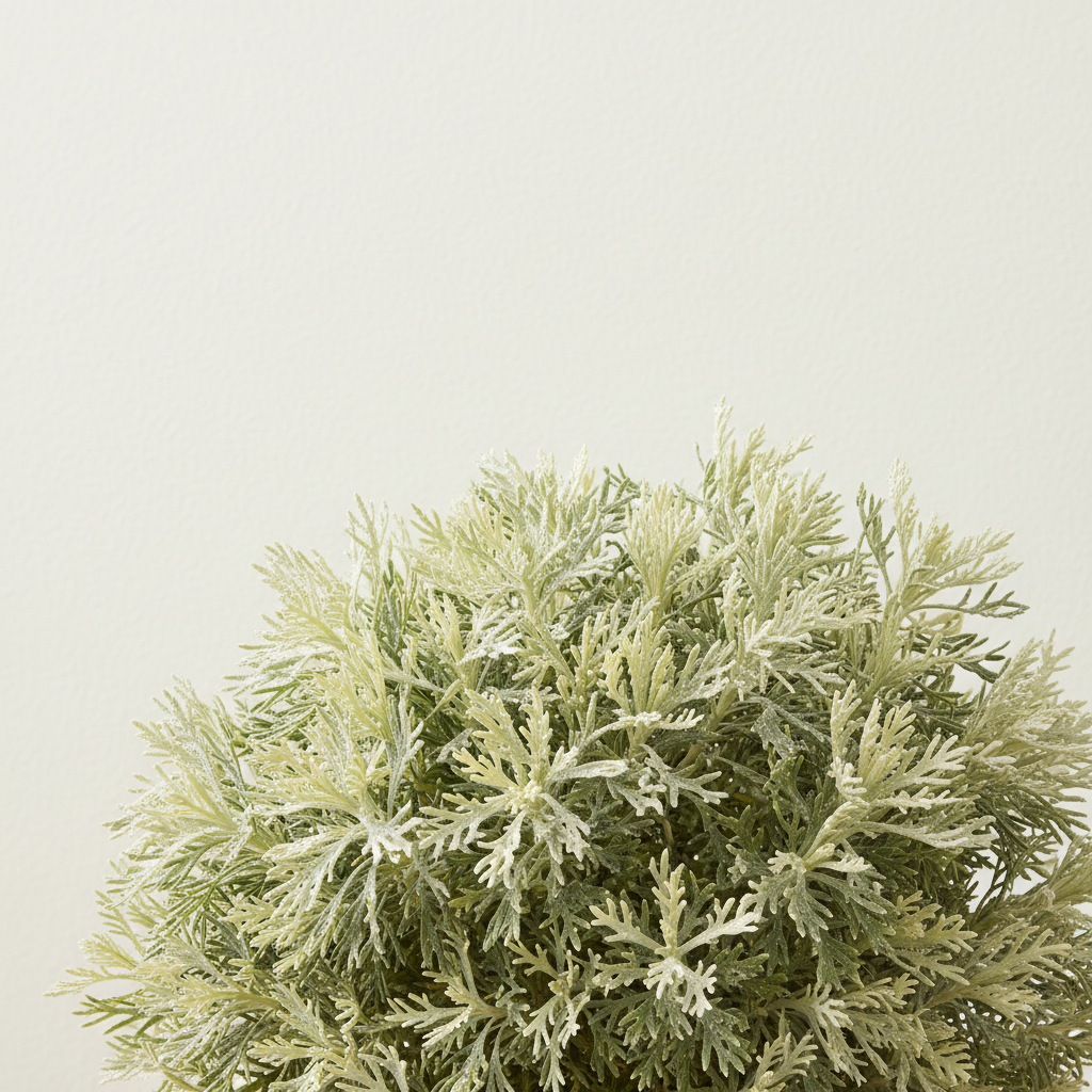 Lavender Cotton