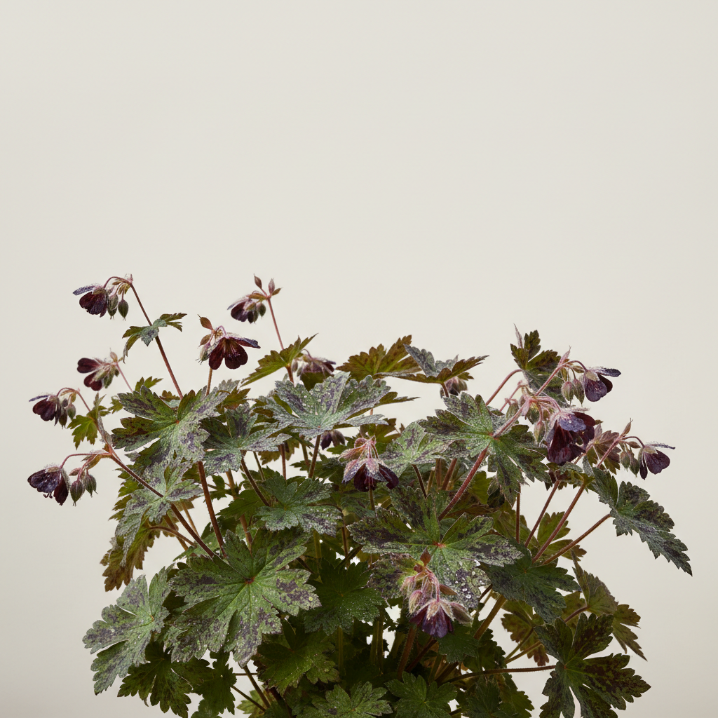 Dusky Cranesbill